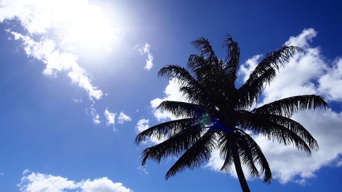 palmtree_kauai